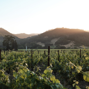Auction_Napa_1000x1000