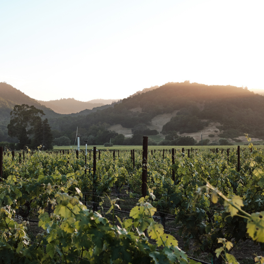 Auction_Napa_1000x1000